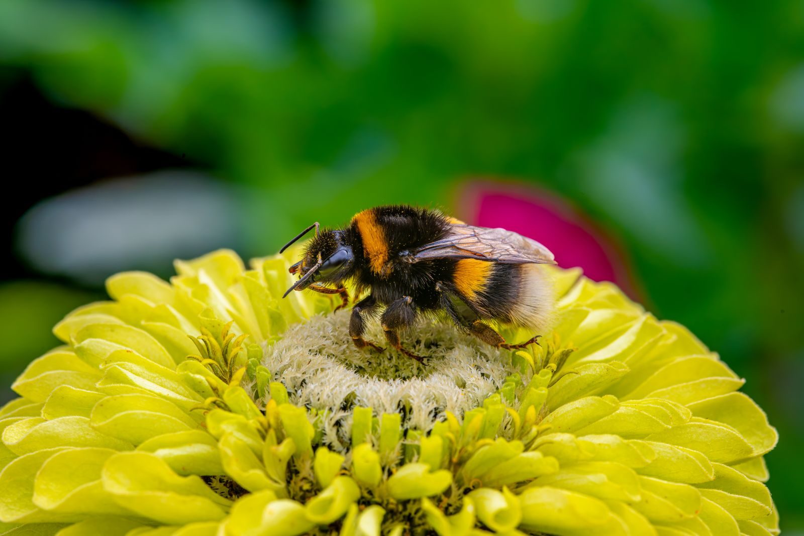Why pollinators belong in every garden