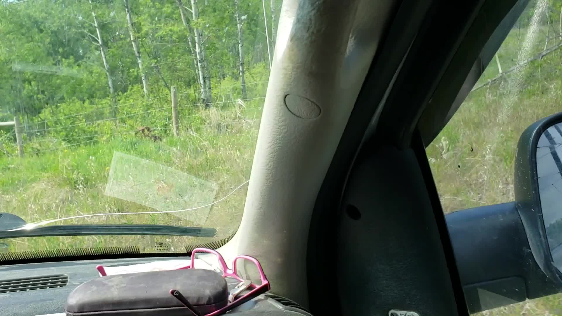 Rescue operation saves moose calf caught in barbed wire