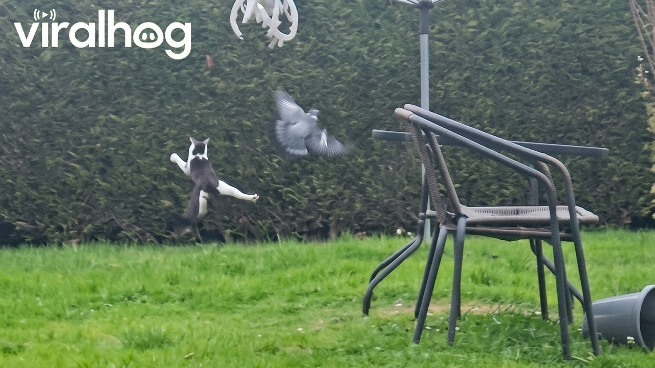 Cat hilariously fails to catch a bird