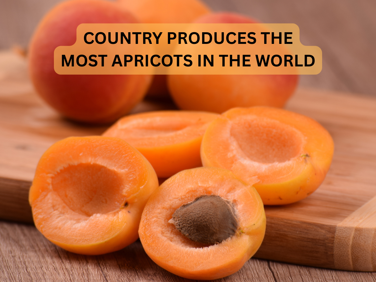 Which Country Produces Most of the Apricot in the World? Here's the Answer