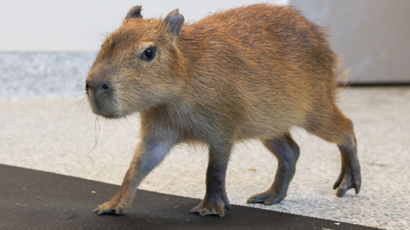 multi-species-south-american-habitat-debuts-at-nashville-zoo