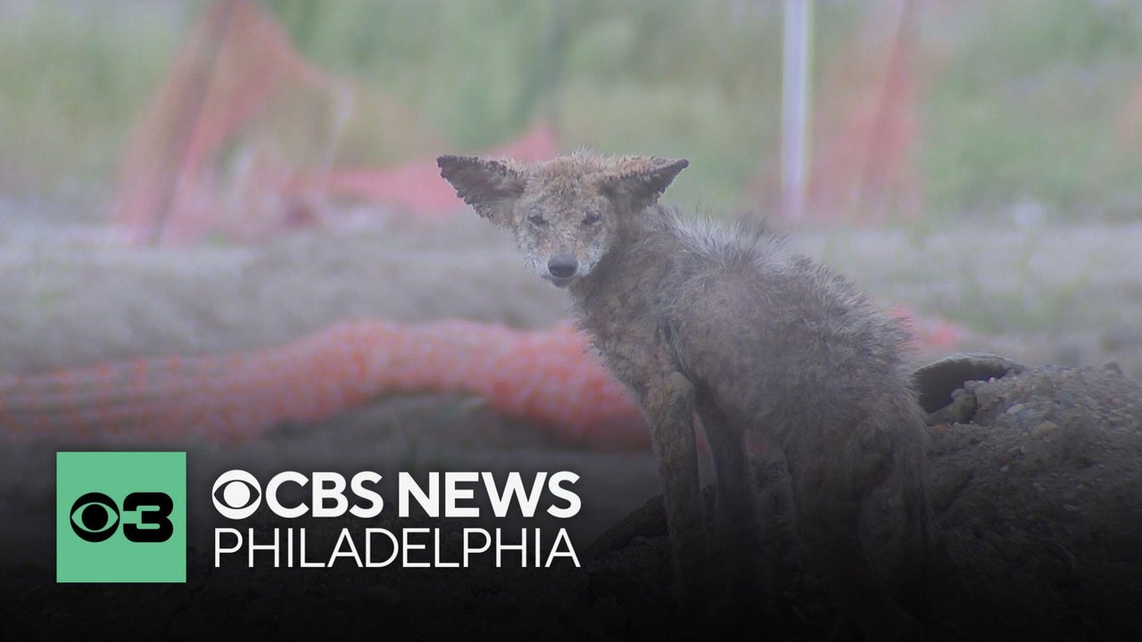 Coyotes are branching out in Wildwood, New Jersey. Here's why.