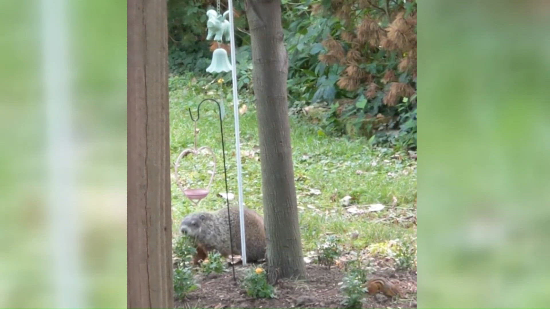 Experts share tips to keep groundhogs off your property