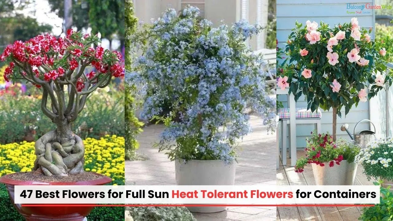 47 colorful flowers perfect for sunny container gardens