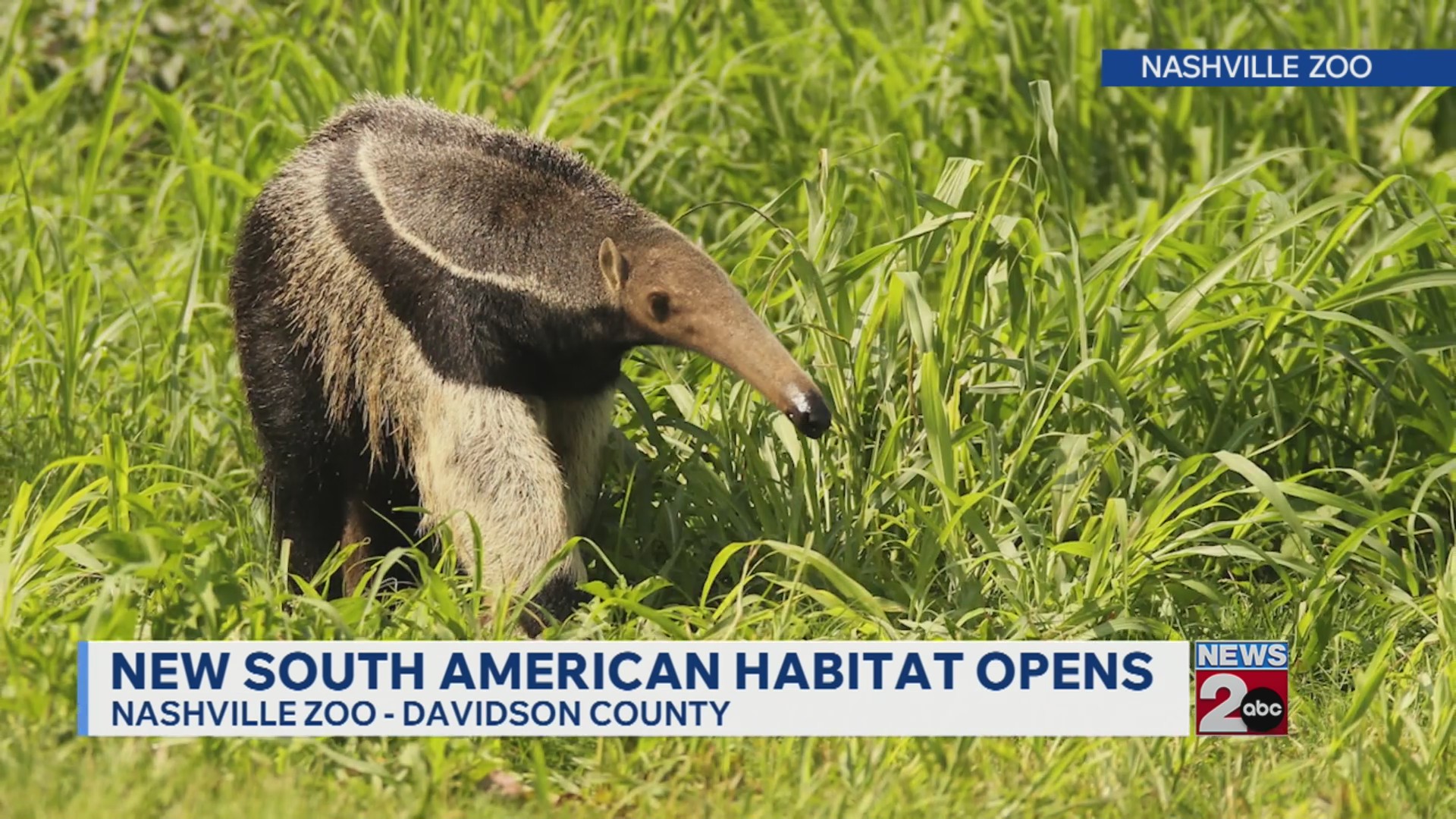 new-south-american-habitat-opens-at-nashville-zoo