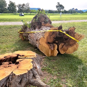 Tree removal at DC golf course not part of Trump's redesign, officials say