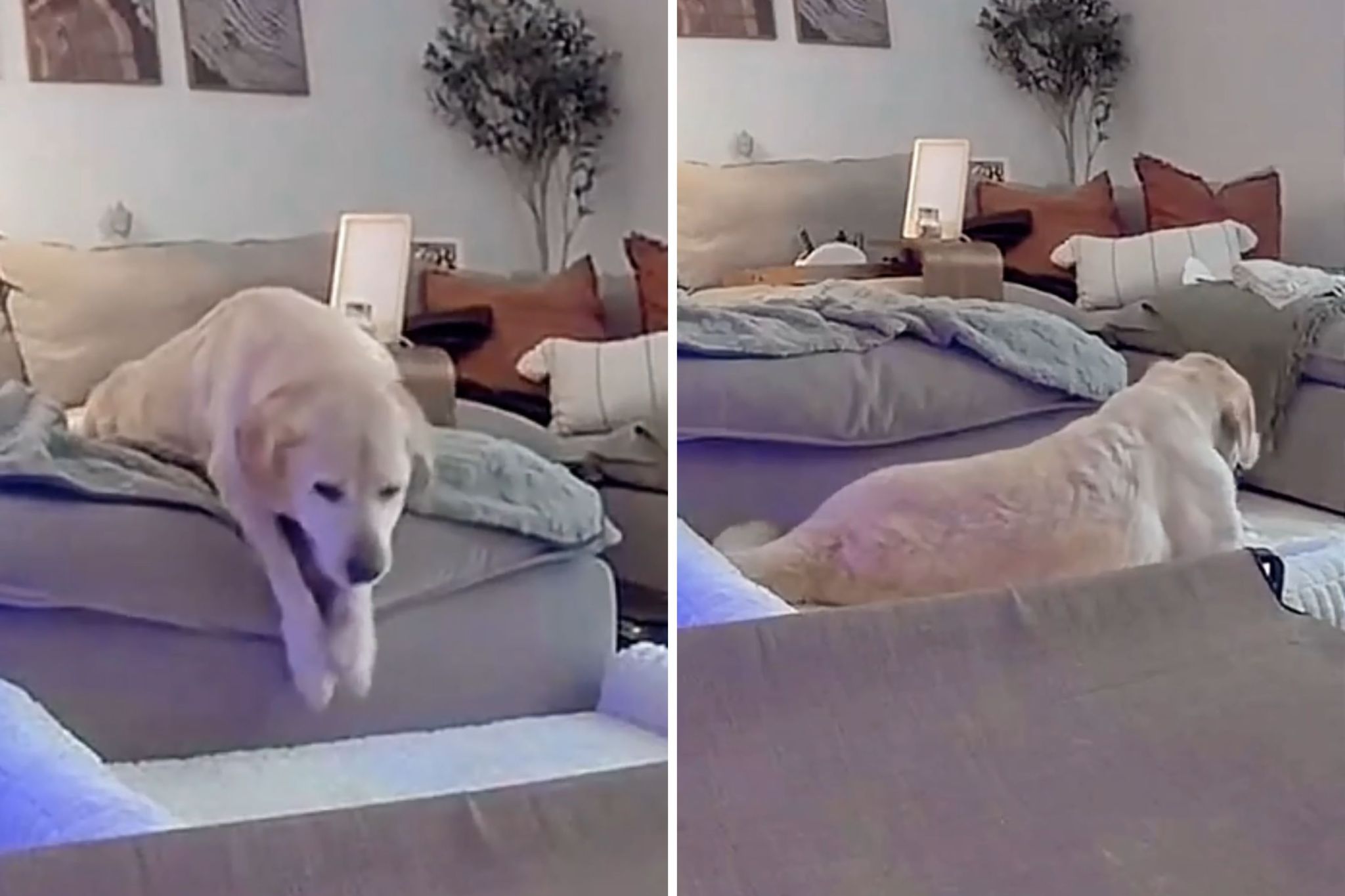 Owner leaves paralyzed dog home alone—then realizes what pet cam captured