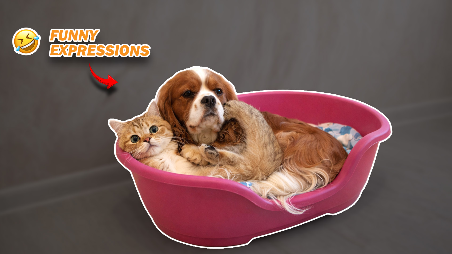 Funny dog clips with playful reactions