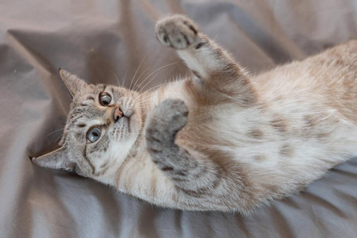 猫が『仰向け』で寝転がっているときの理由5つ どんな意味があるの？上手な接し方まで