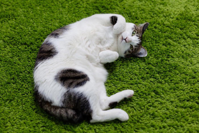 猫が『仰向け』で寝転がっているときの理由5つ どんな意味があるの？上手な接し方まで