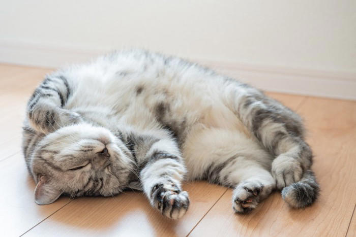 猫が『仰向け』で寝転がっているときの理由5つ どんな意味があるの？上手な接し方まで