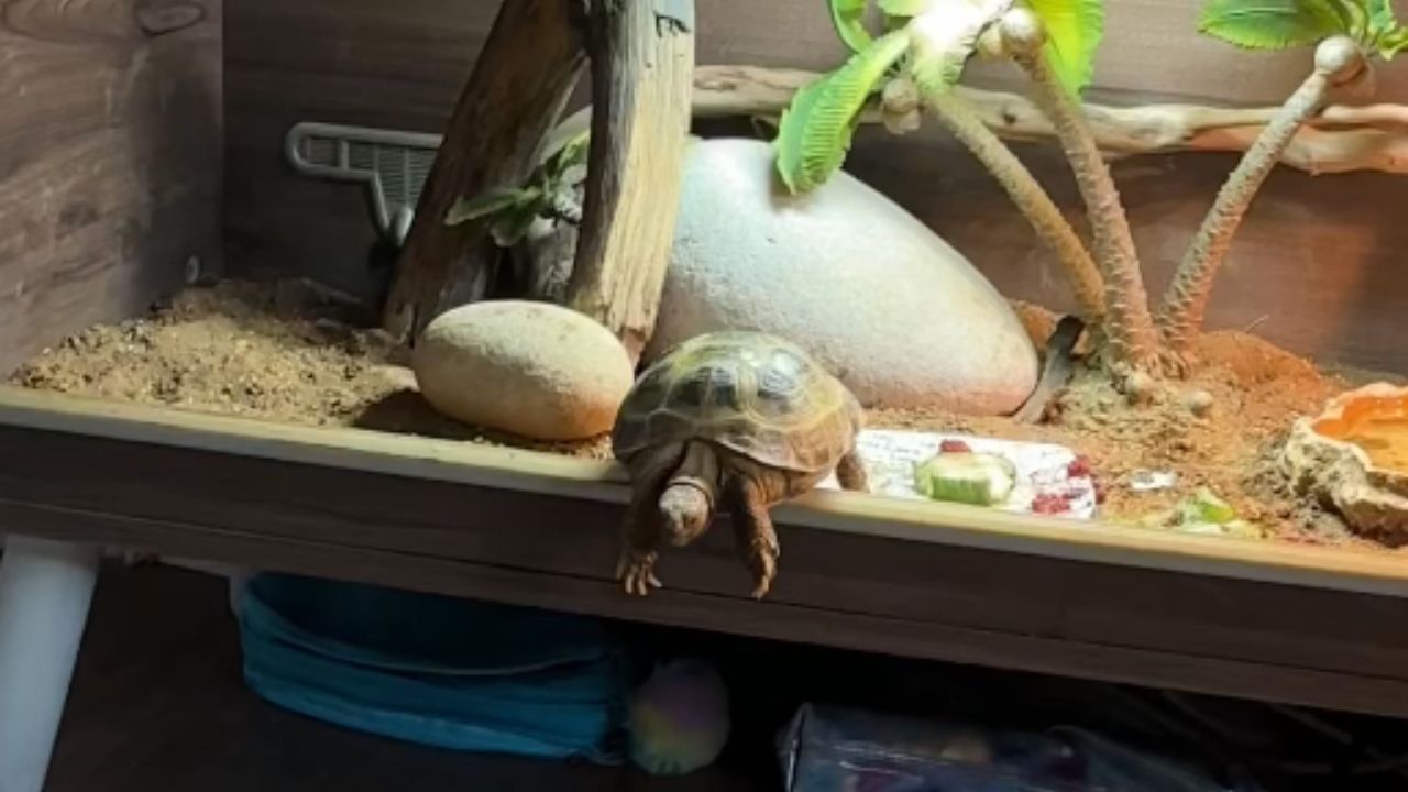 Free-spirited tortoise in a complicated position after falling on its back