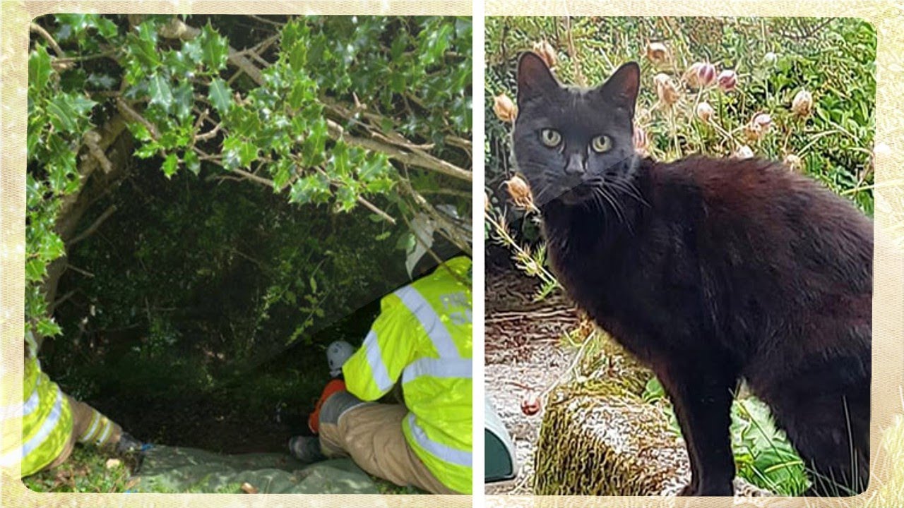 Determined cat comes to the rescue when 83 yr old owner falls down 70 ...