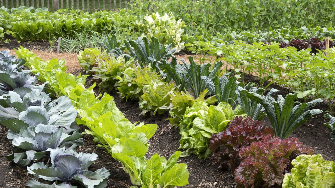 7 Plants To Prune In September Get One Last Flourish And Prepare Your 