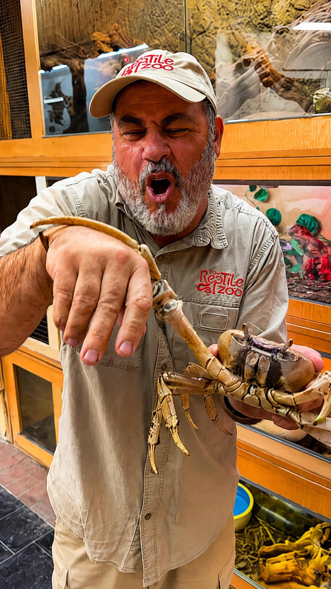 The massive land crab shows just how powerful one claw can be