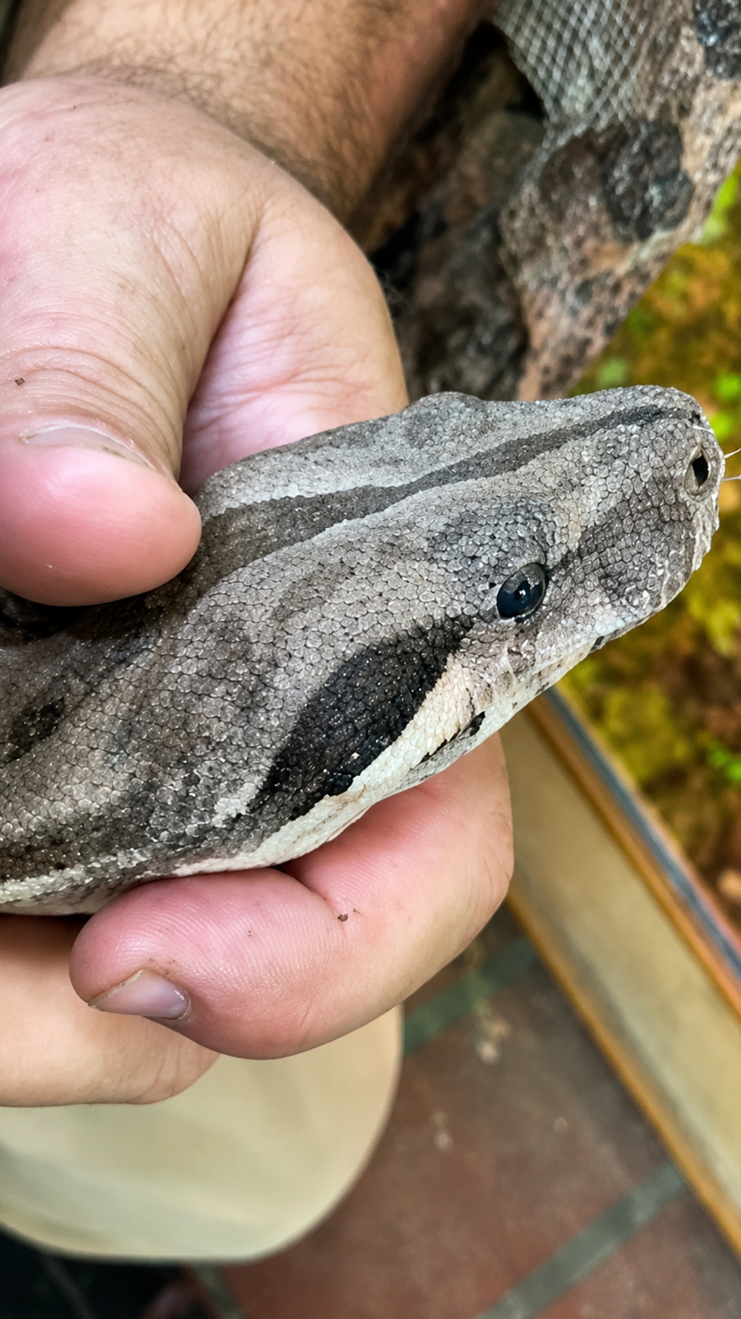 A stubborn layer over this snake’s eye needs careful removal