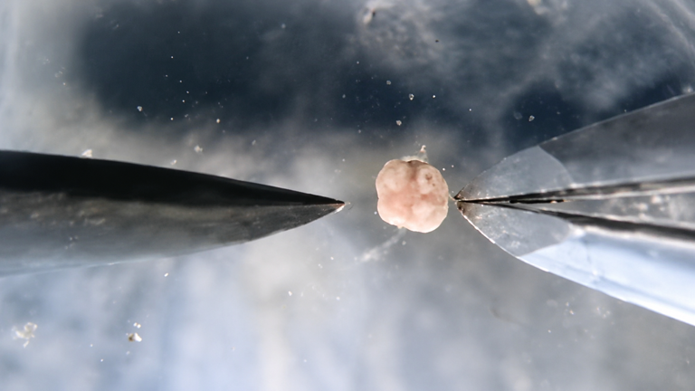 A living robot emerged from 3,000 frog cells - then its offspring began ...