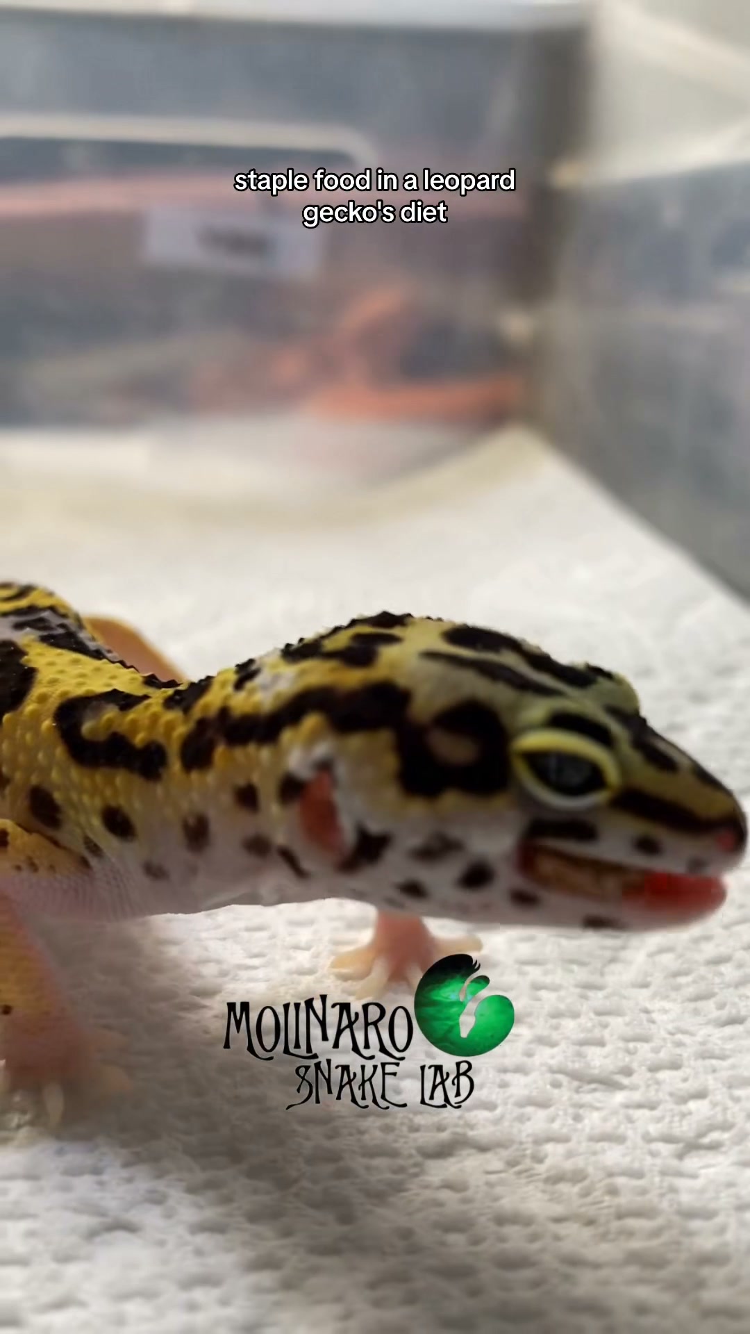 Some great leopard gecko meal options! Inky loved them!