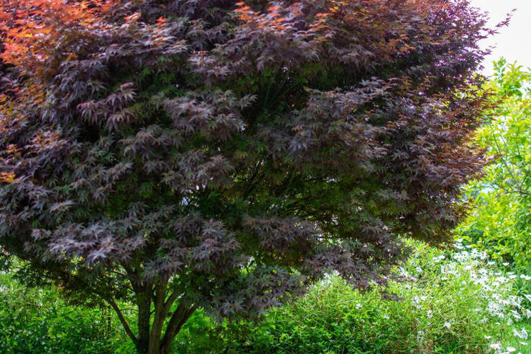 RHS tells gardeners to do key task now to keep leaves on Japanese acers ...