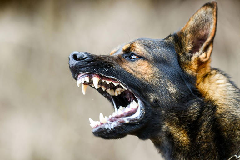 Rabies warning issued in multiple states as local cases rise
