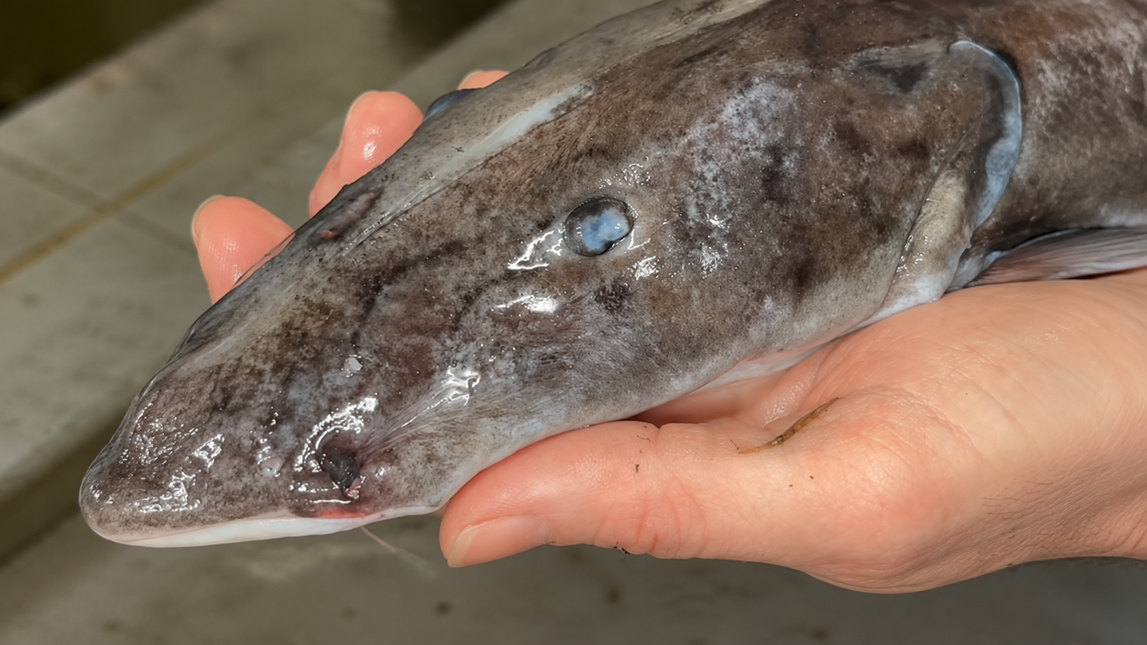 They pulled a monster fish from an abandoned pool... then noticed one ...