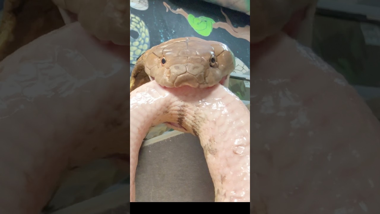 King cobra eats python!
