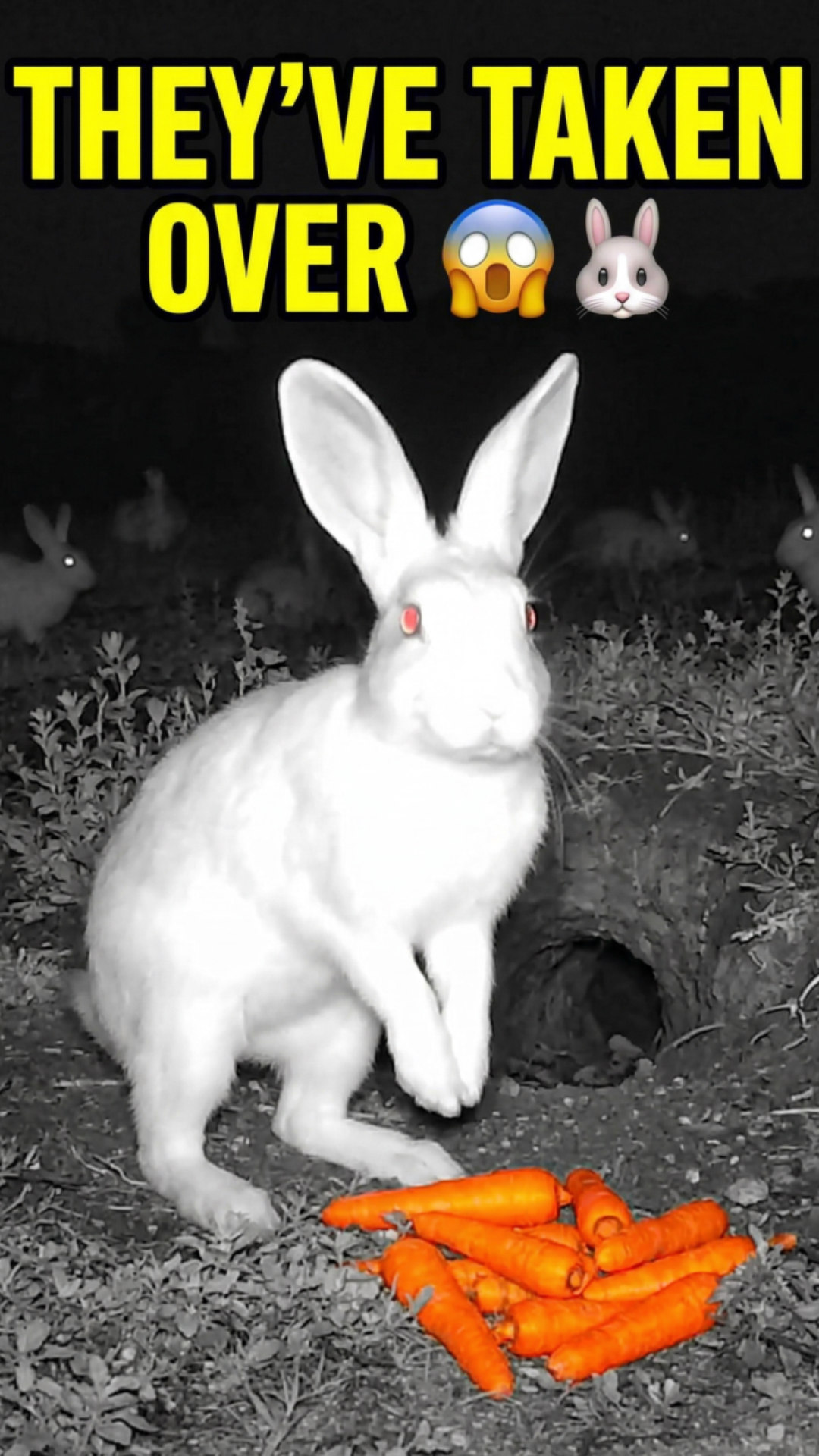 Why rabbit control matters for Australian wildlife