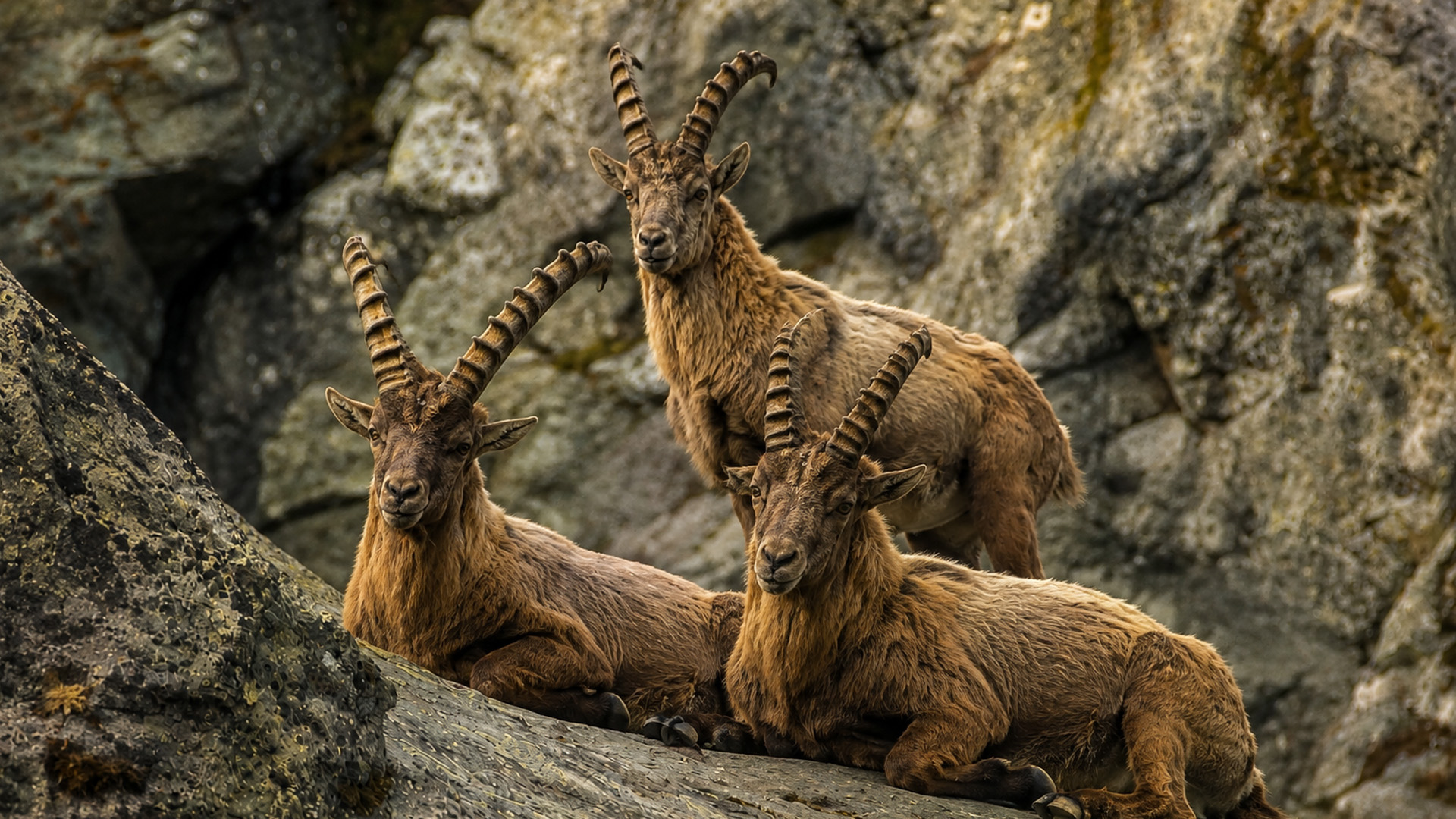 Hidden camera captures three alpine ibex resting on rocky mountain ledges