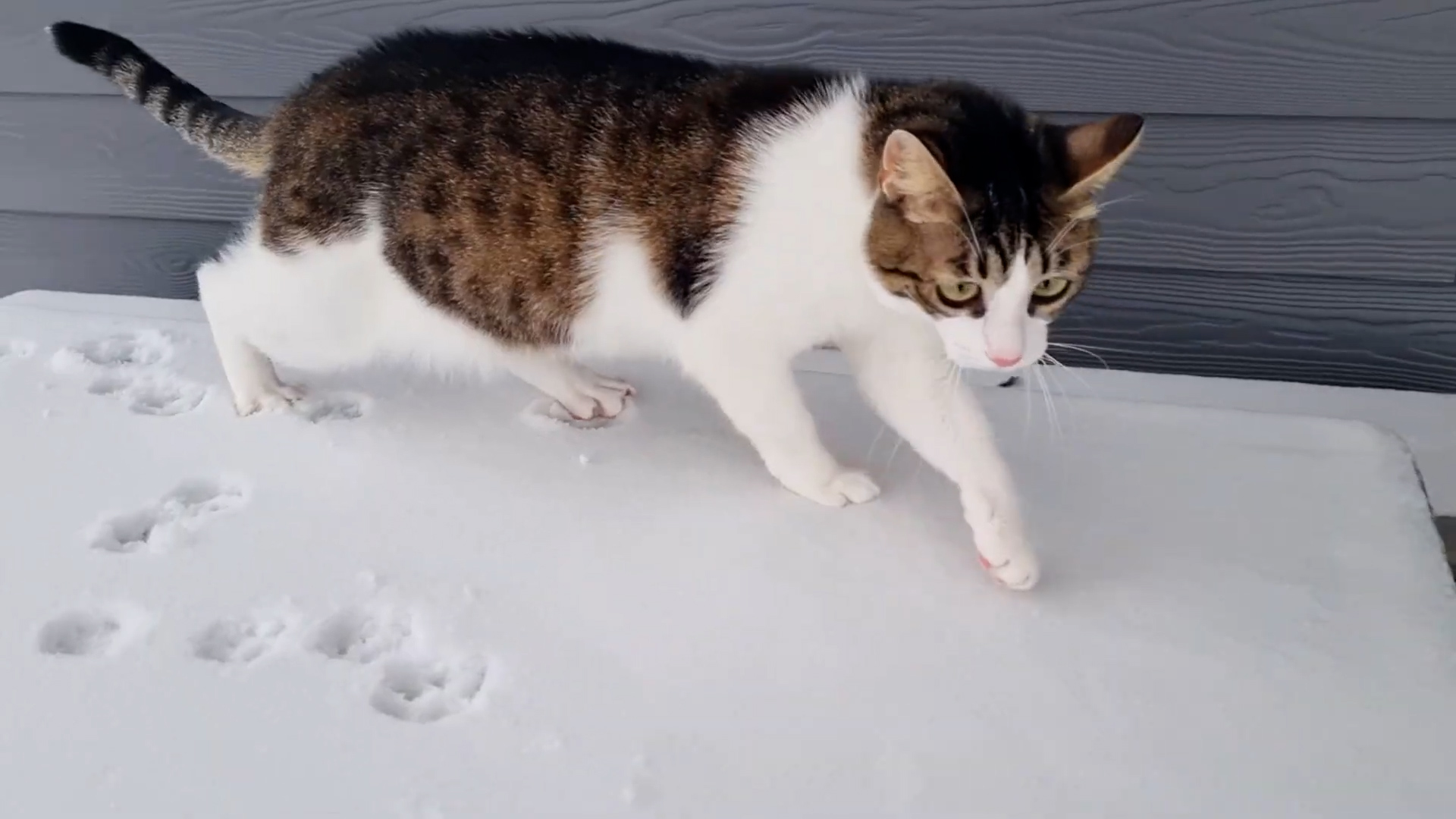 Cats Step Outside and Instantly Want Back