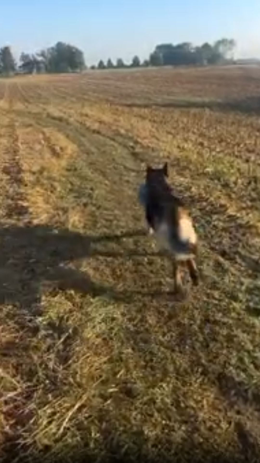 Energetic German shepherd runs through open fields during outdoor adventure
