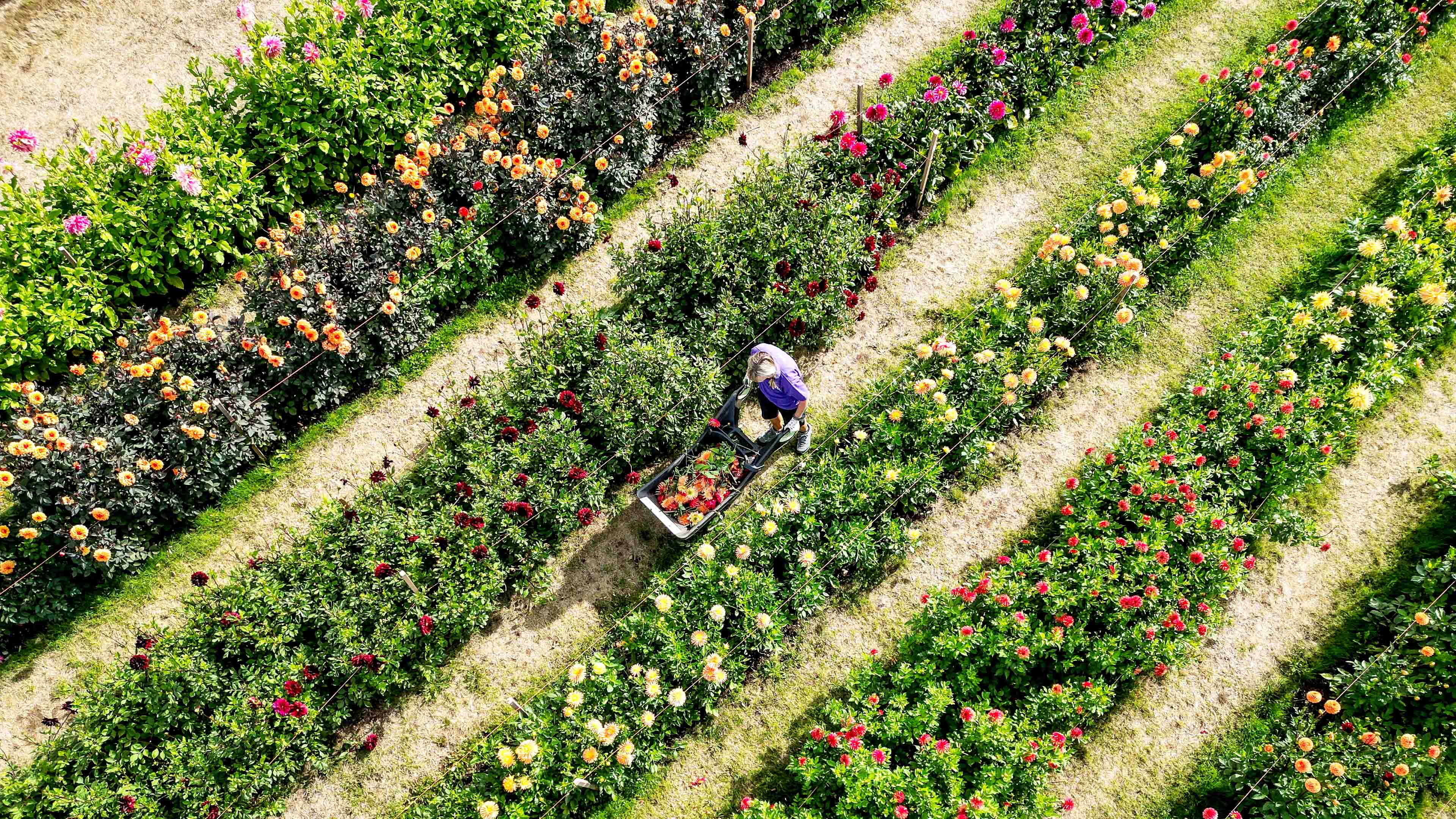 More than 5,000 dahlias bloom as flower fans rush to pick their own ...