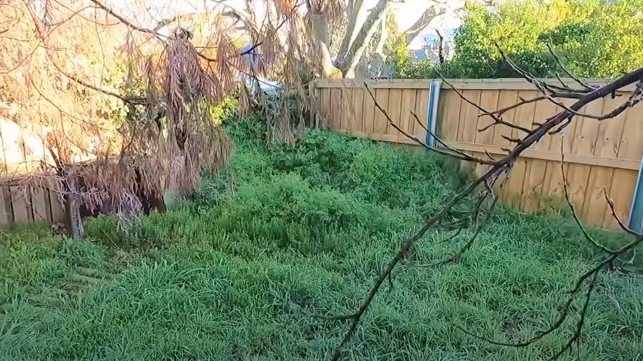 Fixing an overgrown garden mess