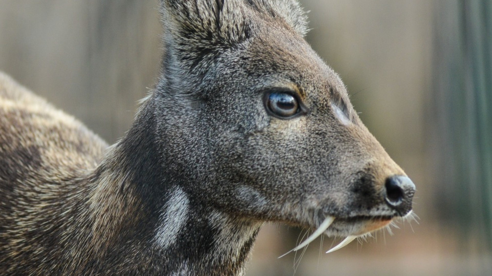 Extinct animals that turned out to be alive