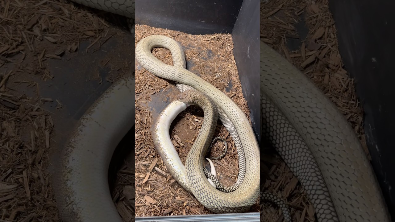 King cobra eats python!