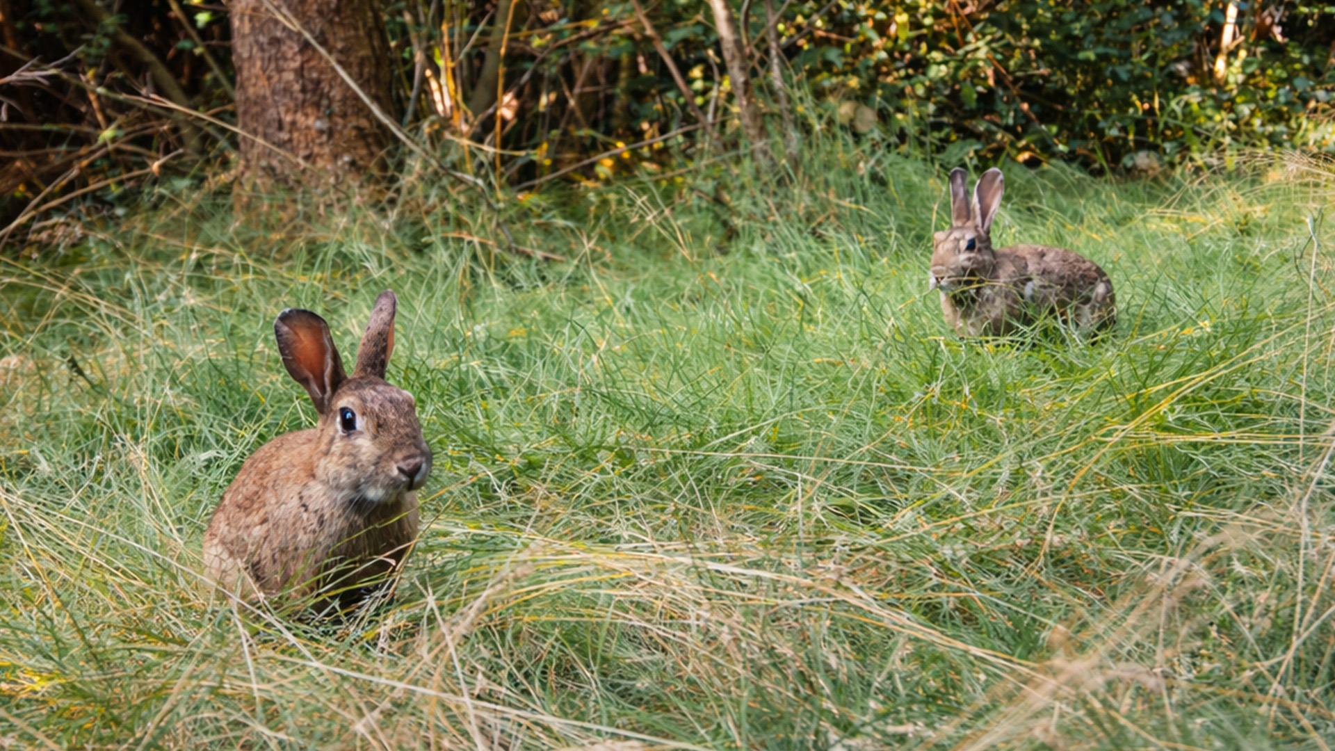 A gentle wildlife encounter deep in the forest