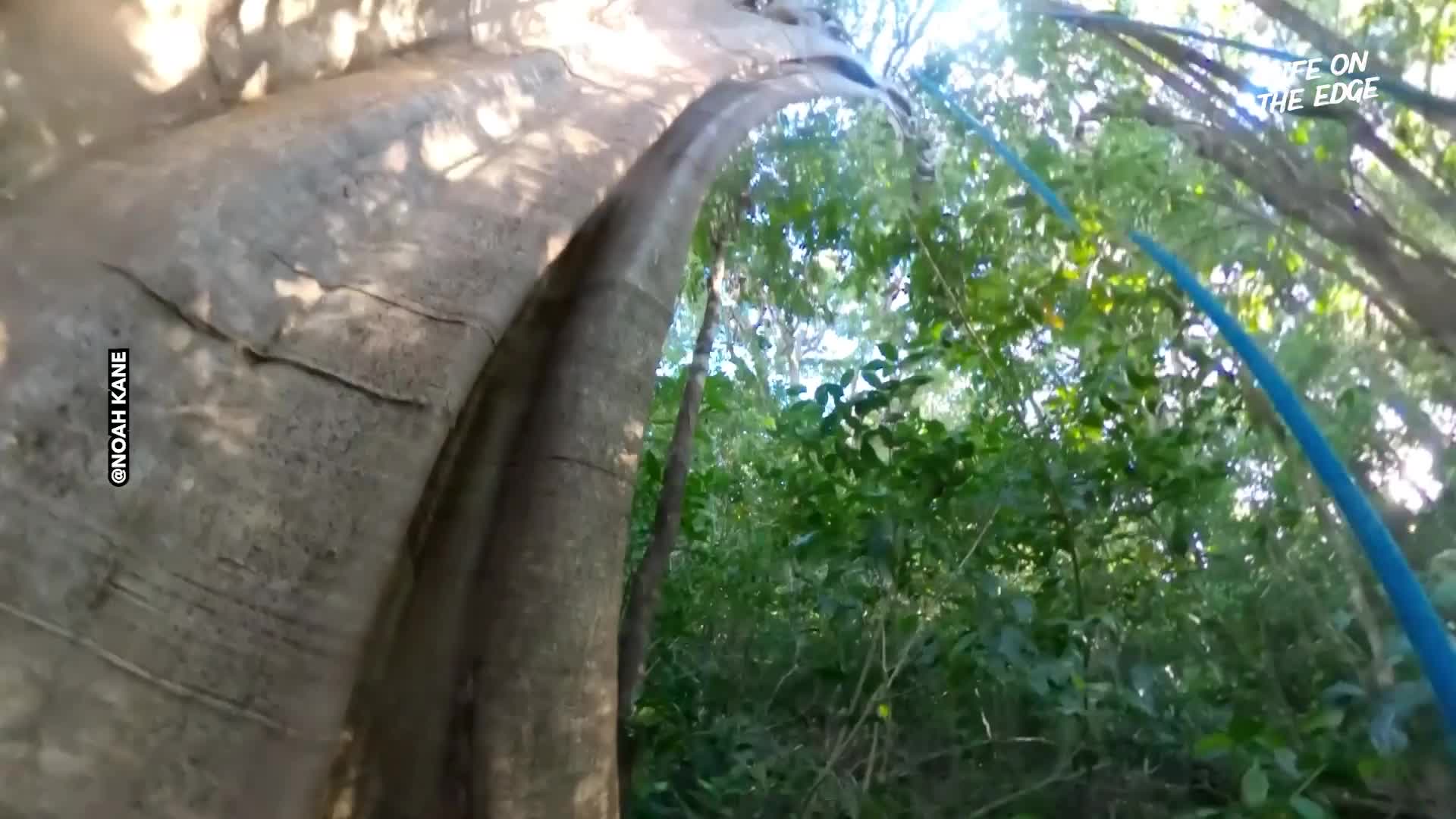 Man Films His Unique Giant Tree Climb