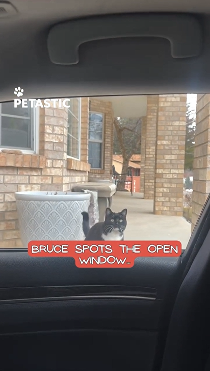 Cat attempts leap through open car window but misses