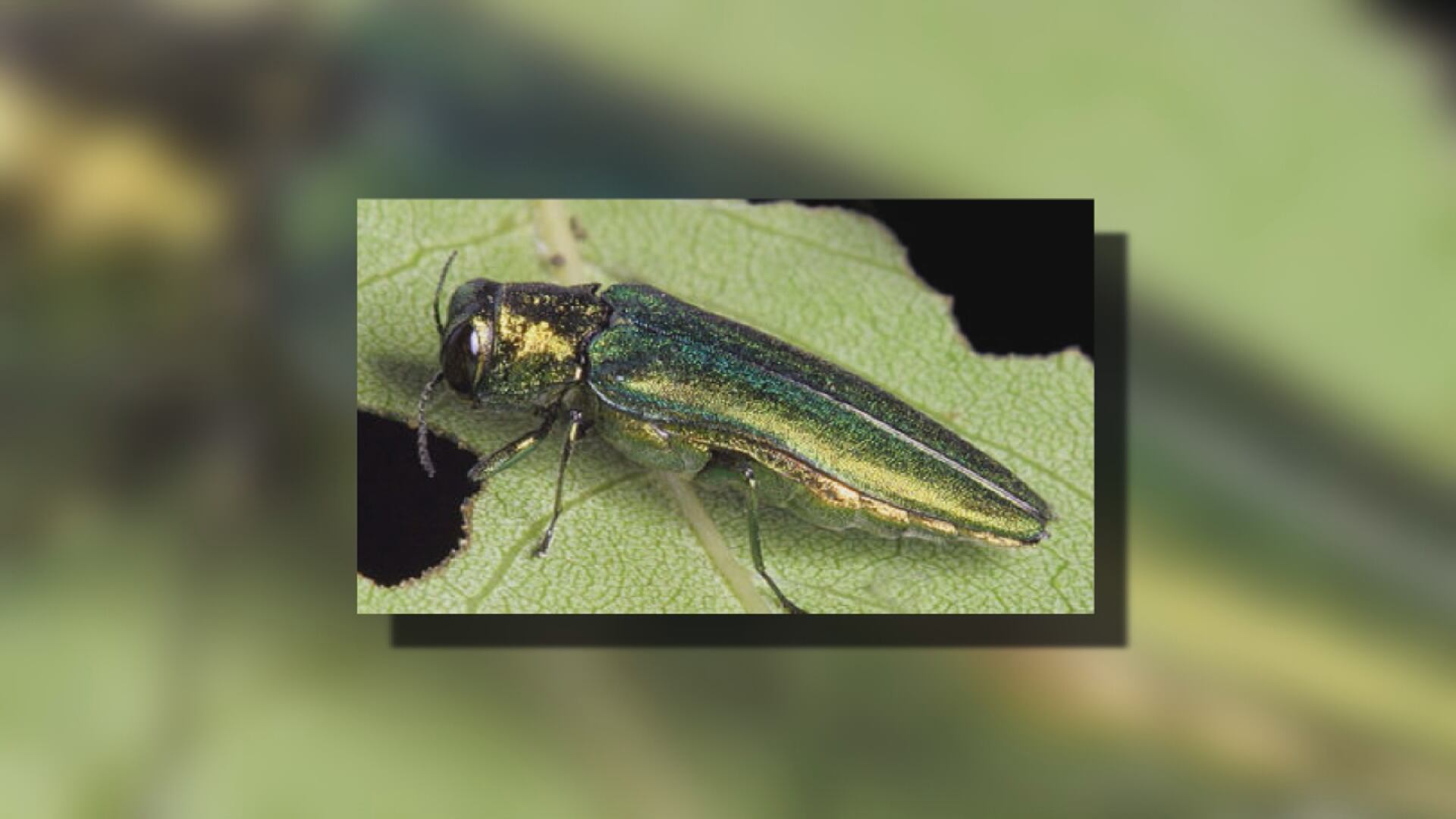 Bismarck reveals plans to reduce and replace trees with Emerald Ash Borer