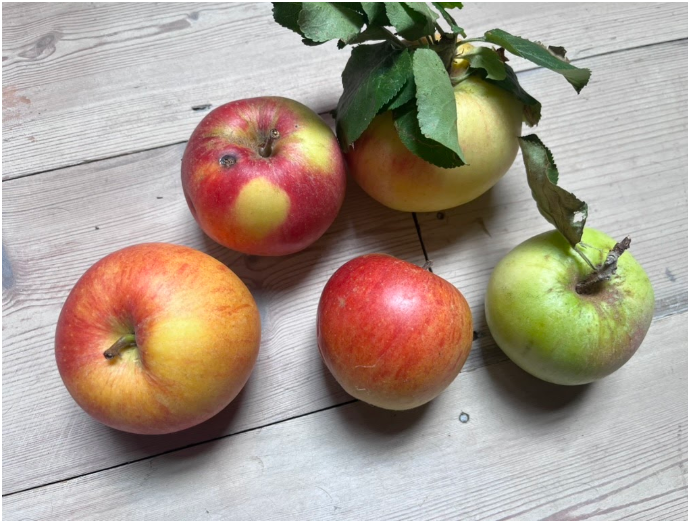 new-apple-variety-growing-in-luton-back-garden-and-you-can-help-name-it