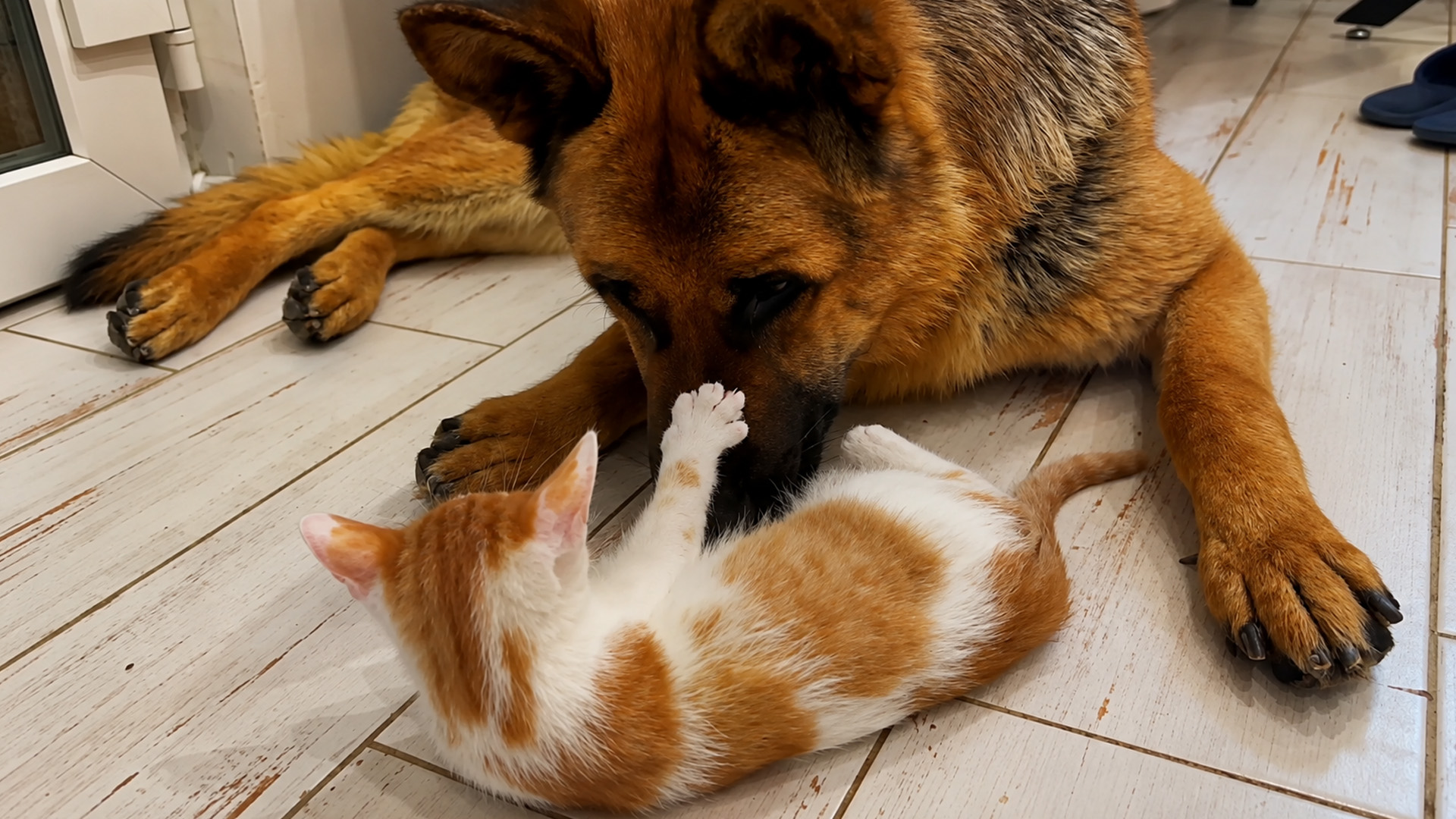 Playful kitten keeps pawing at gentle German shepherd