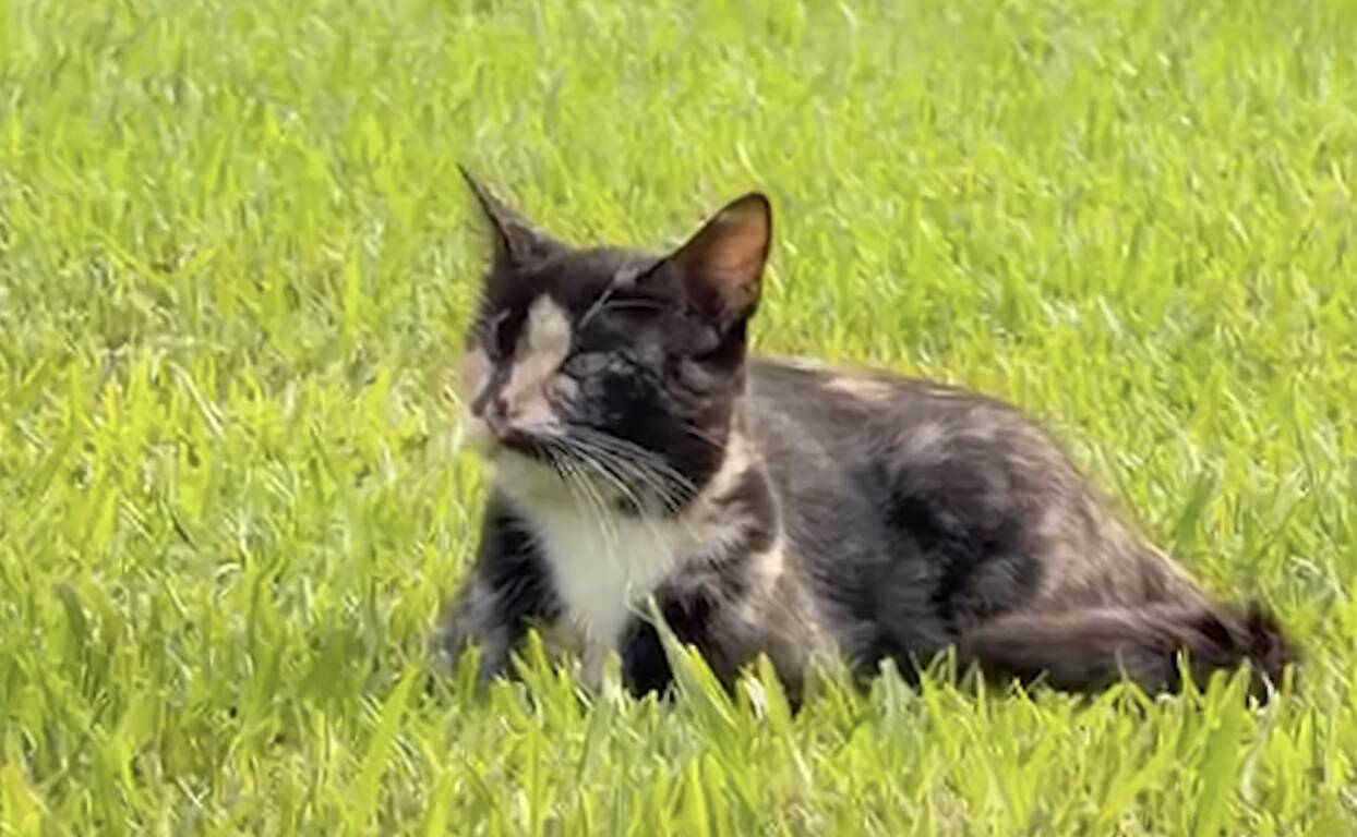Woman follows cat into a bathroom and finds so many babies hiding inside