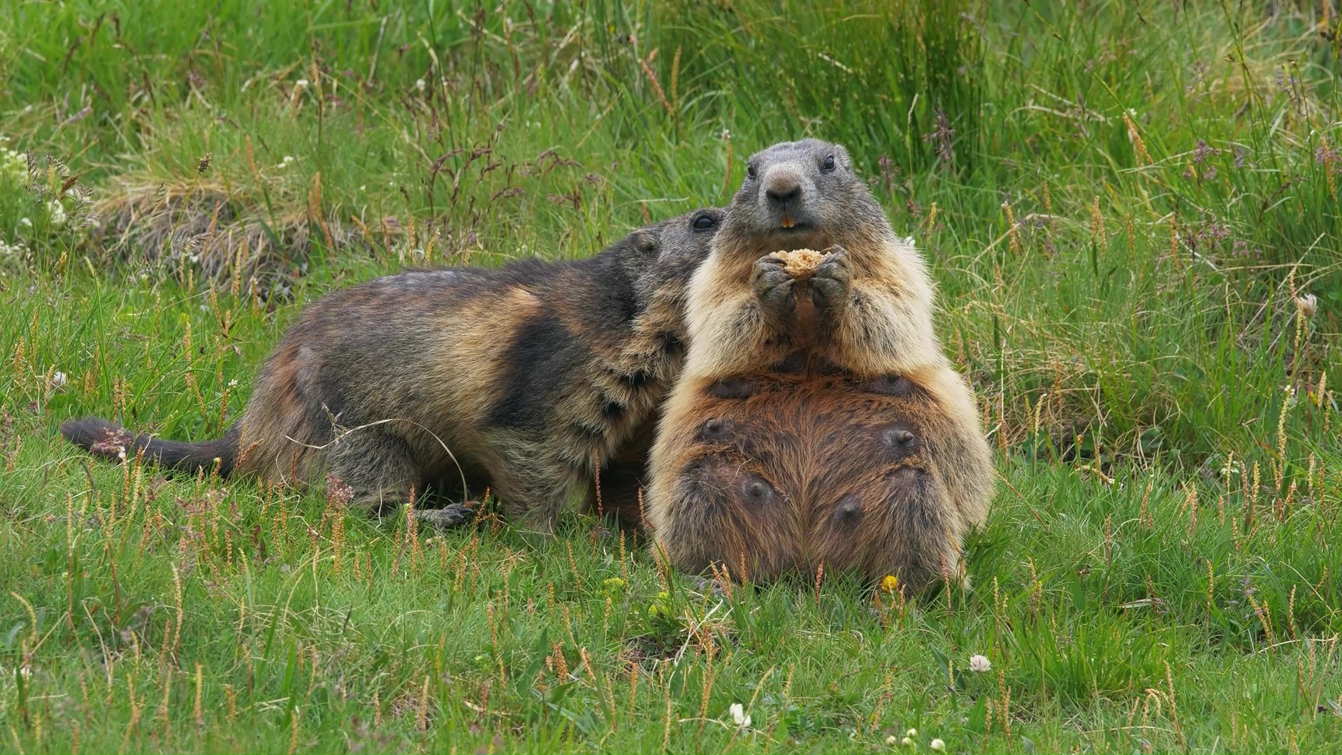 Alpine marmots show their strong social bond