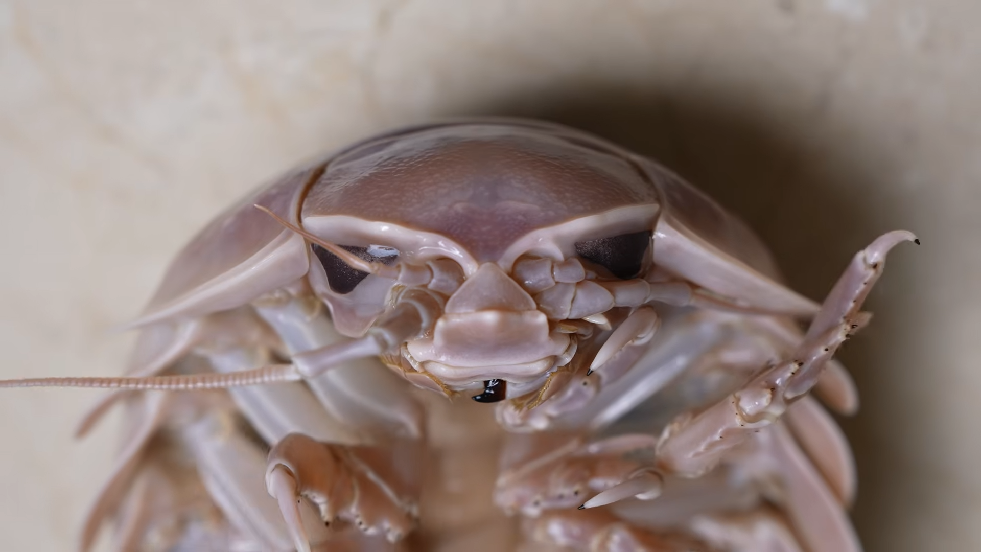 This ocean creature looks like a giant cockroach - nature just went too far