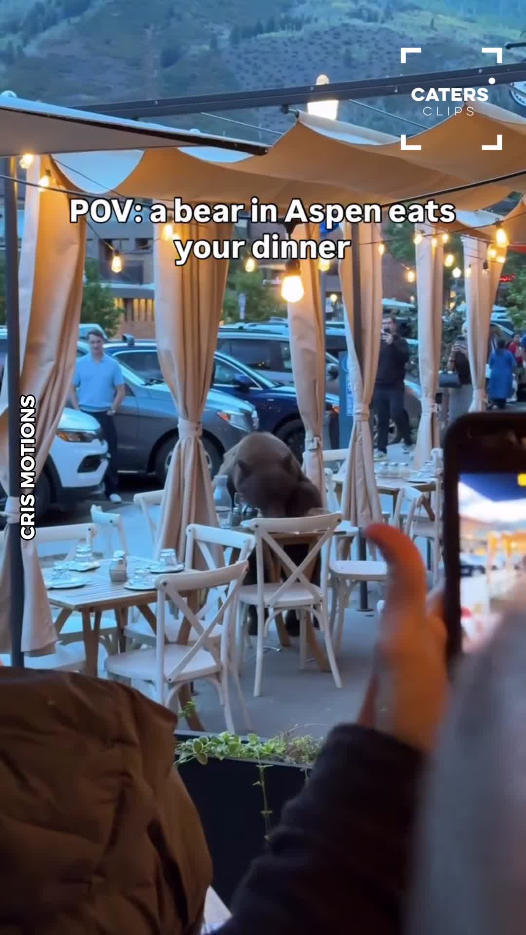 Restaurant diners stunned as wild bear helps itself to their food