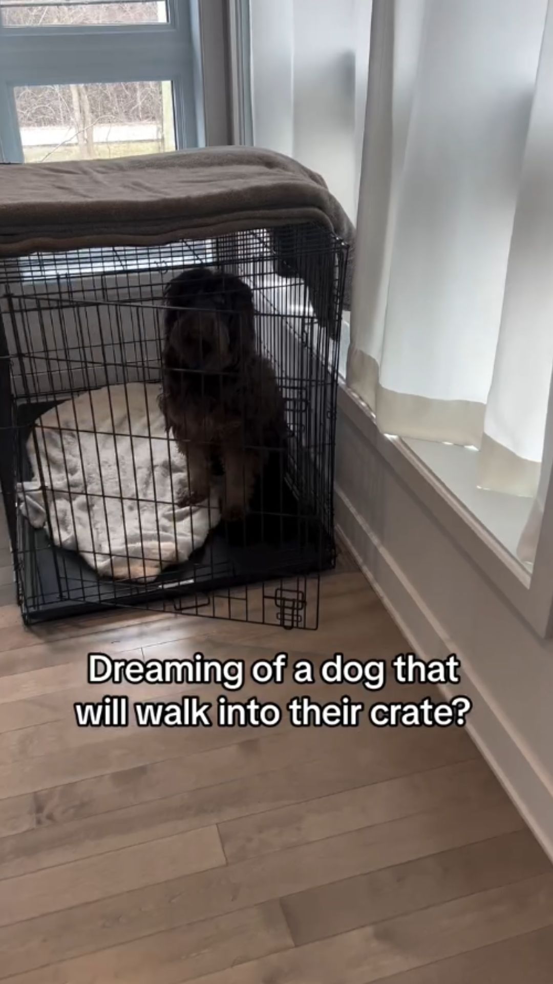 Beginner crate training advice from a dog owner