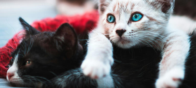 Spay cat to prevent surprise pregnancy, uterine infection and mammary ...