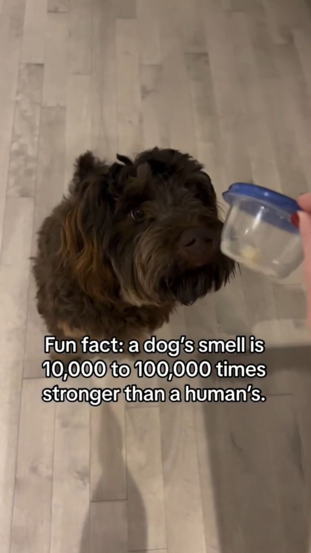 Chicken feet for dogs: Benefits and safety tips explained