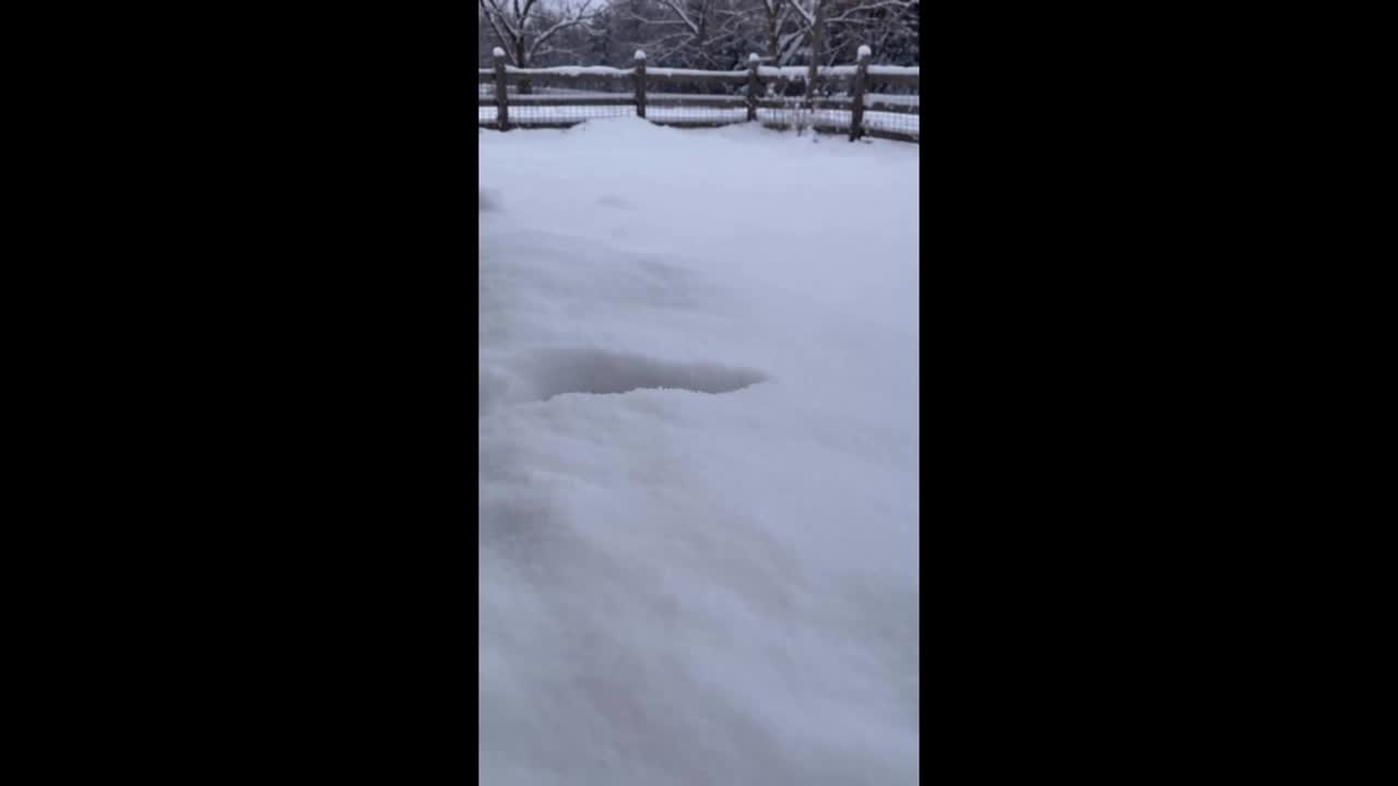 Baby goat’s hilarious first encounter with snow goes viral