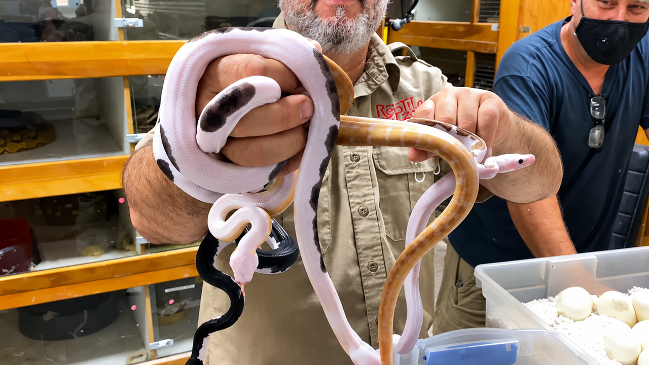 Ten colorful reticulated pythons reveal incredible genetic patterns