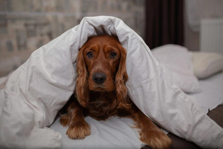 Should you let your dog sleep in your bed with you? According to a vet ...
